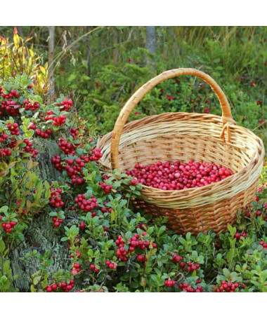 Cranberry 'Pilgrim' THORNLESS
