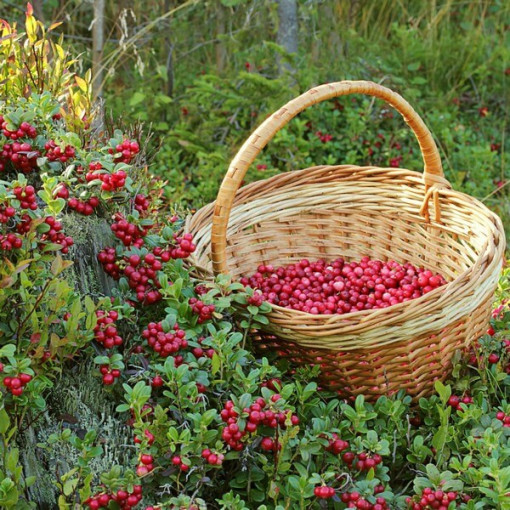 Cranberry 'Pilgrim' THORNLESS
