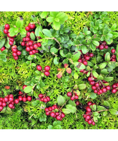 Cranberry 'Pilgrim' THORNLESS