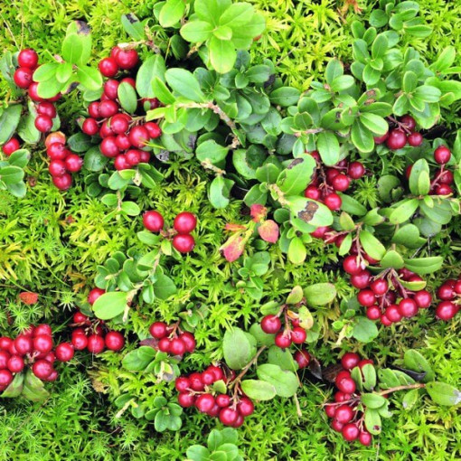 Cranberry 'Pilgrim' THORNLESS