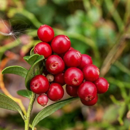 Cranberry 'Pilgrim' THORNLESS