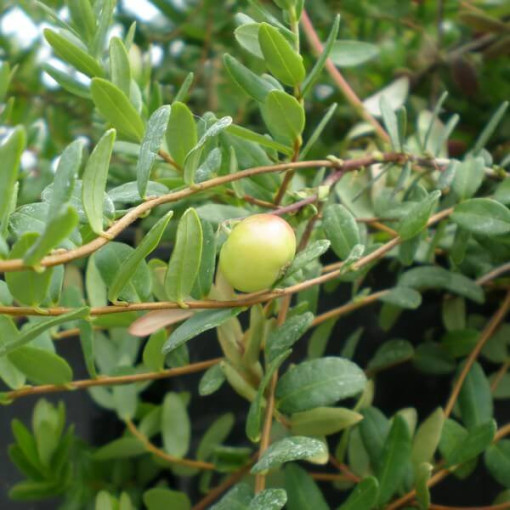 Cranberry 'Pilgrim' THORNLESS