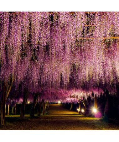 Wisteria floribunda Honbeni PINK 4L pot