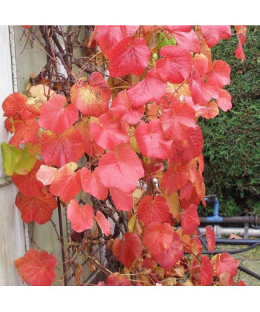 Fragrant Riverbank Grape (Vitis riparia)