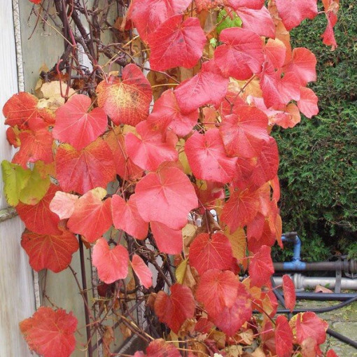 Fragrant Riverbank Grape (Vitis riparia)