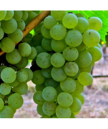 Grape Vine 'Syriusz' P9/C1