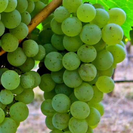 Grape Vine 'Syriusz' P9/C1