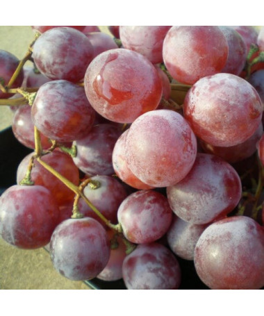 Grape Vine 'Swenson Red' FROST-RESISTANT