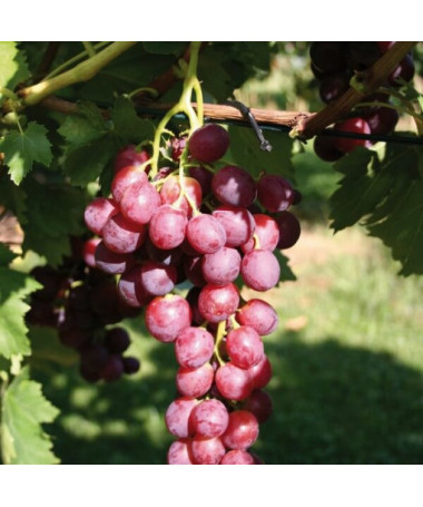 Grape Vine 'Swenson Red' FROST-RESISTANT
