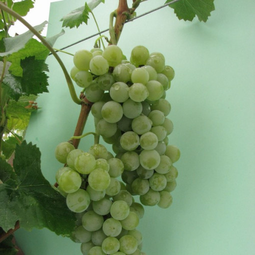 Grape Vine 'Seyval Blanc'