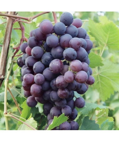 Grape Vine 'Schuyler' P9/C1