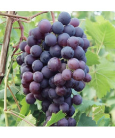 Grape Vine 'Schuyler' P9/C1