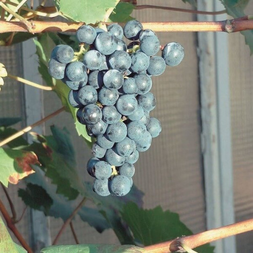 Grape Vine 'Schuyler' P9/C1