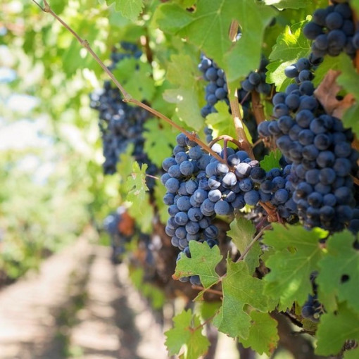 Grape Vine 'Rondo' 2l