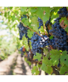 Grape Vine 'Rondo' 2l