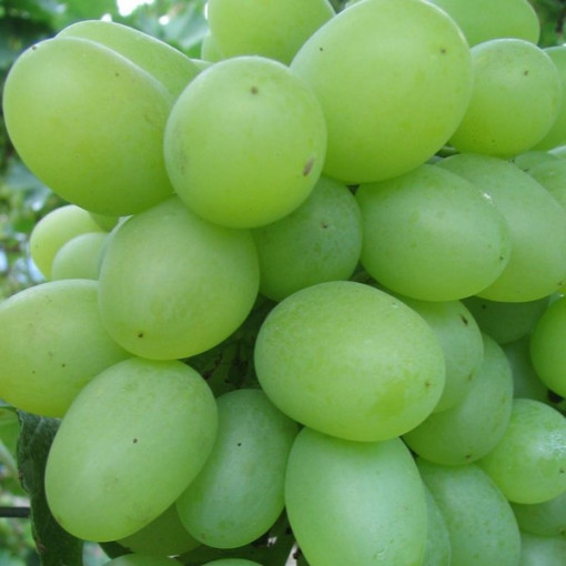 Grape Vine 'Regina' P9/C1