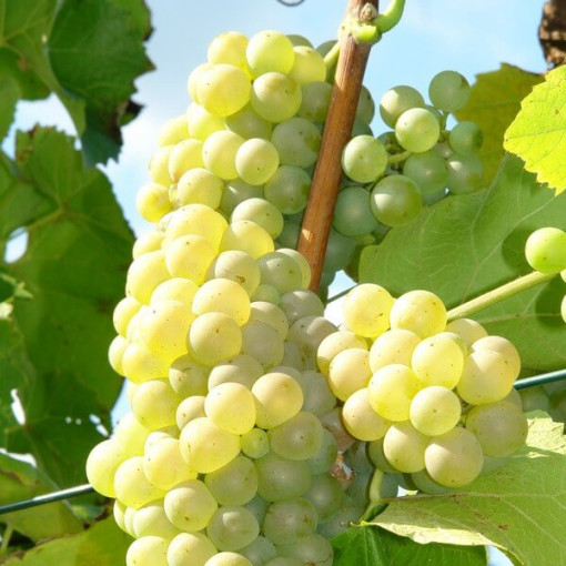 Grape Vine 'Refren' P9/C1