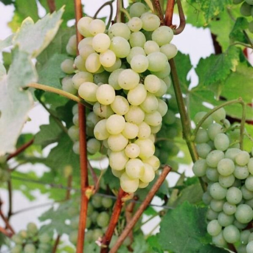 Grape Vine 'Refren' P9/C1