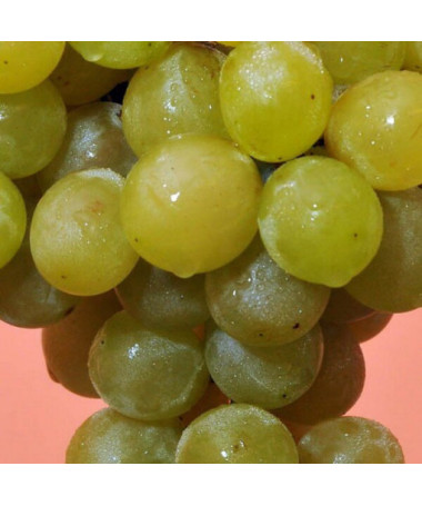 Grape Vine 'Prim' (Hungarian) P9/C1