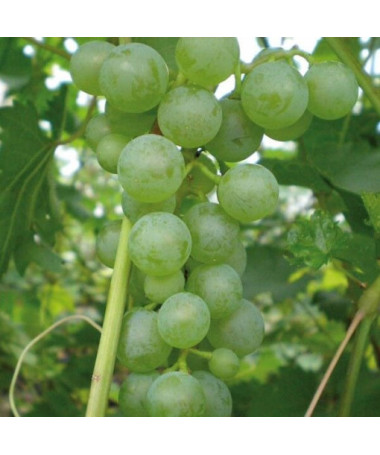Grapevine 'Pinot Blanc' 2L pot