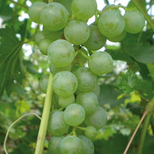 Grapevine 'Pinot Blanc' 2L pot