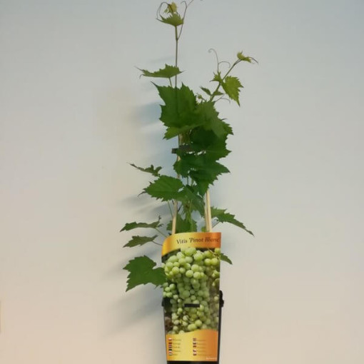 Grapevine 'Pinot Blanc' 2L pot