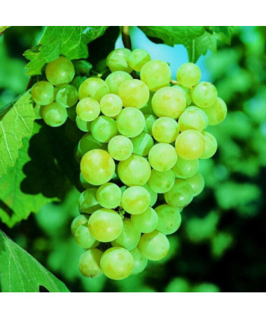 Grape Vine 'Pinot Blanc' P9/C1