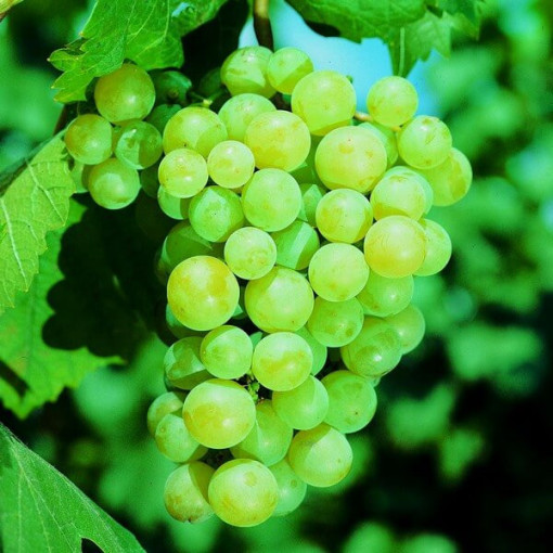 Grape Vine 'Pinot Blanc' P9/C1