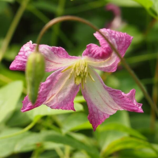Clematis MINUET (viticella) pot. 4L
