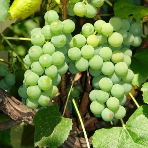 Grape Vine 'Ontario' FROST-RESISTANT