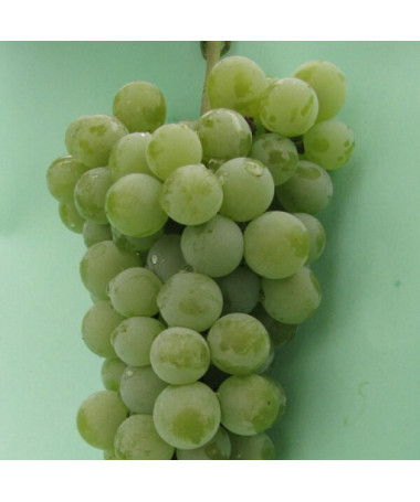 Grape Vine 'Ontario' FROST-RESISTANT