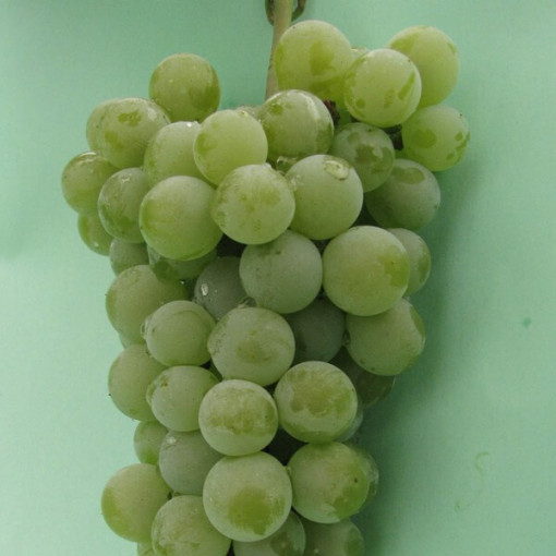 Grape Vine 'Ontario' FROST-RESISTANT