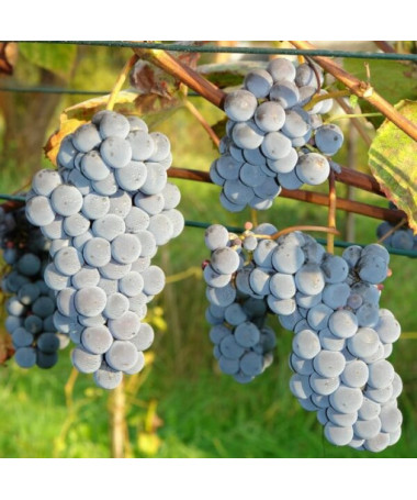 Grape Vine 'New York Muscat' P9/C1