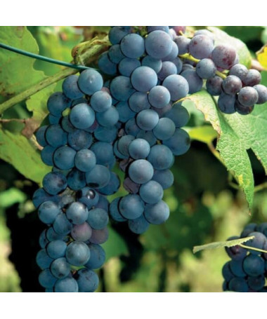 Grape Vine 'New York Muscat' P9/C1