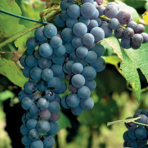 Grape Vine 'New York Muscat' P9/C1