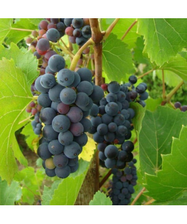 Grape Vine 'Nero' P9/C1