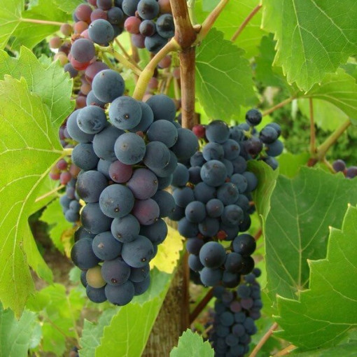 Grape Vine 'Nero' P9/C1