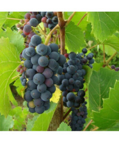 Grape Vine 'Nero' P9/C1