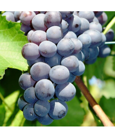 Grape Vine 'Nero' P9/C1