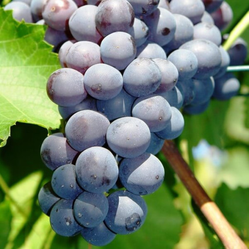 Grape Vine 'Nero' P9/C1