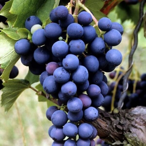 Grape Vine 'Marechal Foch' P9/C1
