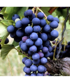 Grape Vine 'Marechal Foch' P9/C1