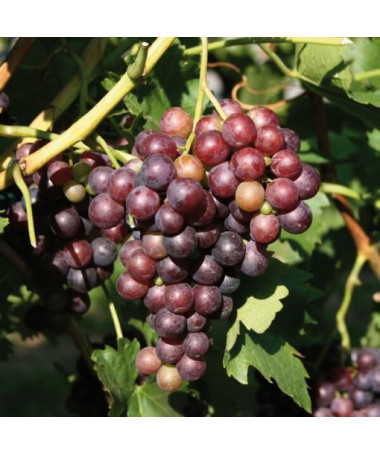 Grape Vine 'Lidia' (Frost-Resistant) P9/C1