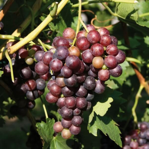 Grape Vine 'Lidia' (Frost-Resistant) P9/C1