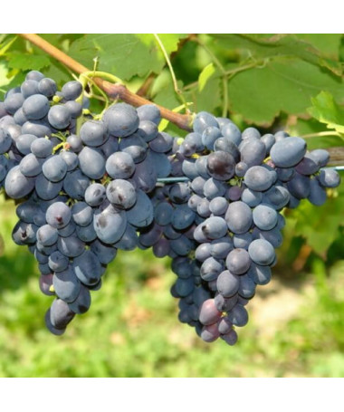 Grape Vine 'Kodrianka' P9/C1