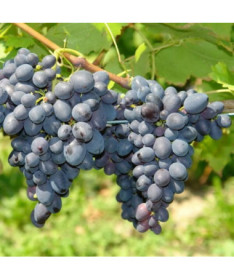 Grape Vine 'Kodrianka' P9/C1