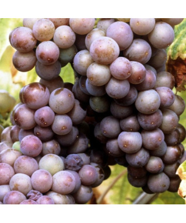 Grape Vine 'Kerling' P9/C1