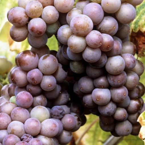 Grape Vine 'Kerling' P9/C1