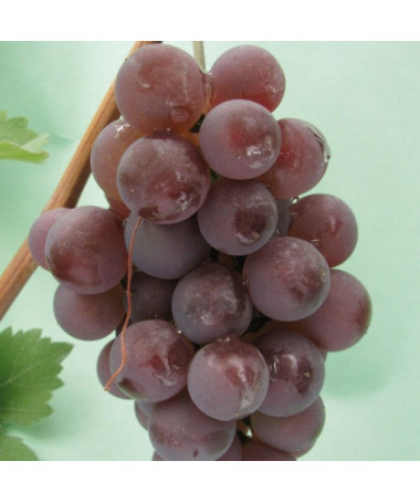 Grape Vine 'Kerling' P9/C1