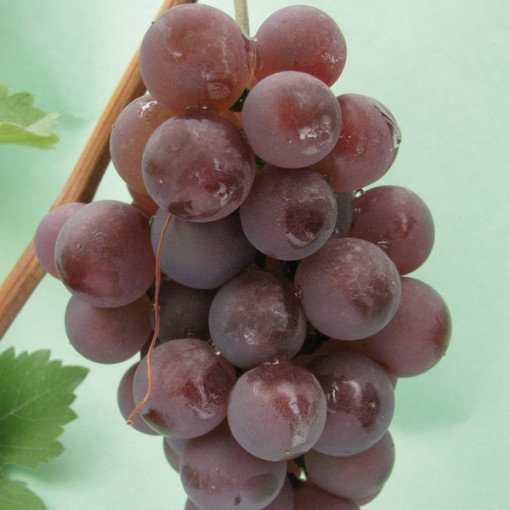 Grape Vine 'Kerling' P9/C1